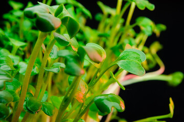 Red radish microgreen shoots close up on black background with water drops. Radish sprouts creative shots. Food decor. Superfood, healthy eating concept