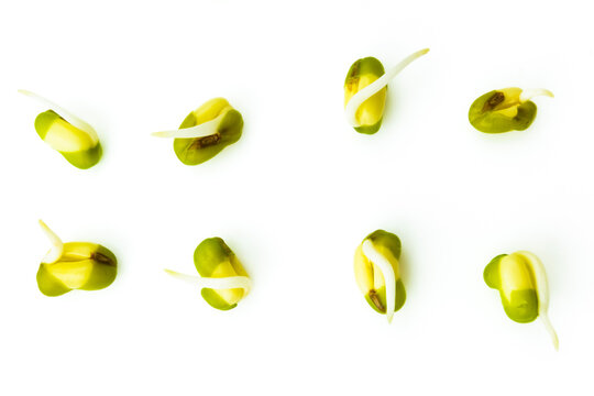 Mung beans with shoots isolated on white background. Green gram seeds on white background. Sprouting mung bean. Vigna radiata beans