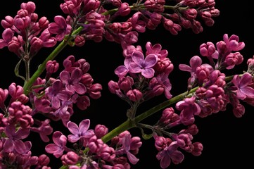 Vivid rose lilac blossom closeup on a black background