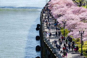 People Enjoying Blooming Cherry Blossoms Along the Portland, OR Riverfront in Spring