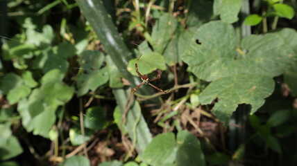 High angle view of a St. Andrew's cross spider is sitting on it's spider web
