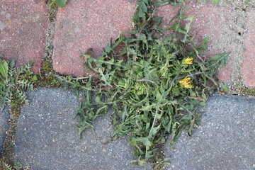 Dirty cobblestones, overgrown with weeds