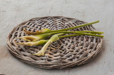 Obraz premium Cut calla flowers after flowering