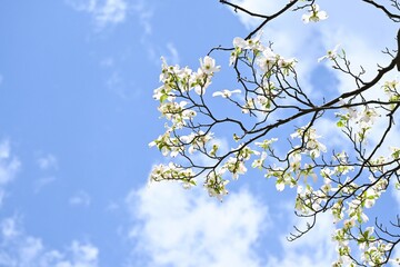 Flowering dogwood ( Cornus florida ) white flowers.
Cornaceae deciduous tree. The large white involucral bract is beautifully used for garden trees, park trees, and roadside trees.