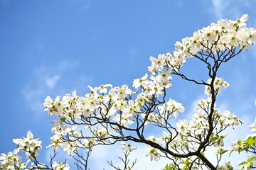 Flowering dogwood ( Cornus florida ) white flowers.
Cornaceae deciduous tree. The large white involucral bract is beautifully used for garden trees, park trees, and roadside trees.