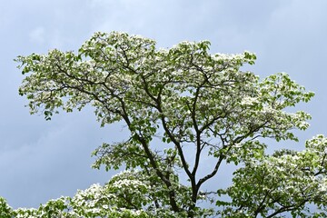 Flowering dogwood ( Cornus florida ) white flowers.
Cornaceae deciduous tree. The large white involucral bract is beautifully used for garden trees, park trees, and roadside trees.