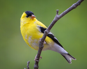 Beautiful yellow male goldfinch isolated on green 
