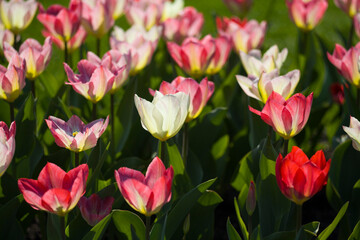 Fototapeta premium Spring tulips on a sunny day.