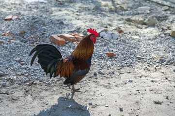 Poultry keeping: Portrait of a pretty dwarf rooster in an enclosure outdoors