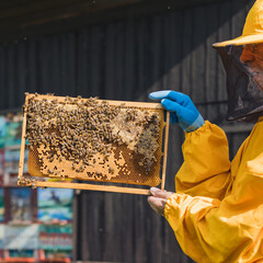 Beekeeper hands holding and inspecting a hive frame with a honeycomb, showing capped honey and...