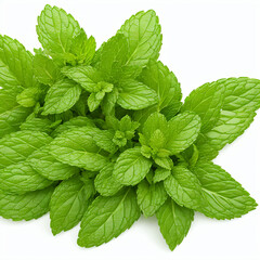 mint leaves on black background