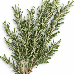 rosemary on a white background