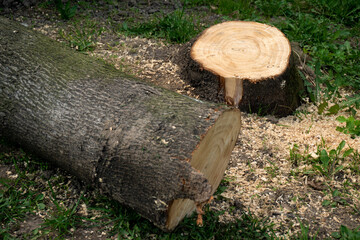 Stump and felled live tree in the forest, background