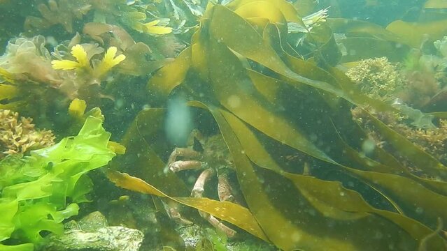 spider crab in kelp 