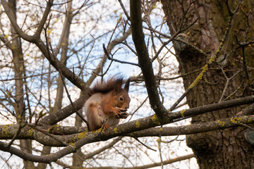 Fototapeta na wymiar High up into the trees on a tree branch in the shade a squirrel eating a nut found in the forest
