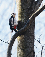 Black and white woodpecker with red tail on a tree with an S shaped branch in a Romanian forest near Brasov