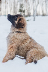 A small puppy of the Leonberger breed sits on the snow in winter.