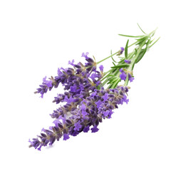 Obraz premium Lavender flower isolated. Illustration AI Generative.