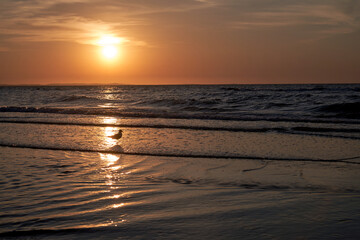 Fototapeta na wymiar Seagull walking on the beach in the rays of the setting sun on the island of Wolin