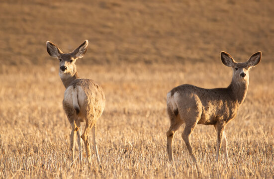 Mule deers are standing in the field with stubles in early spring.