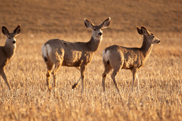Mule deers are standing in the field with stubles in early spring.