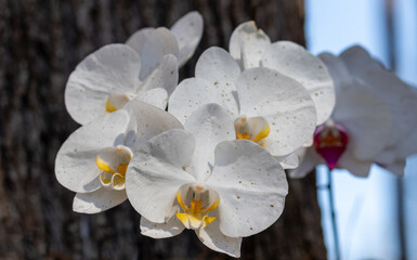 Beautiful Orchids planted in tree.	