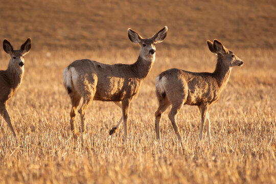 Mule deers are standing in the field with stubles in early spring.