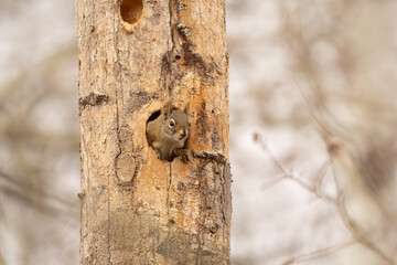 Cute squirrel is sitting in the cavity in the tree in the spring wood.
