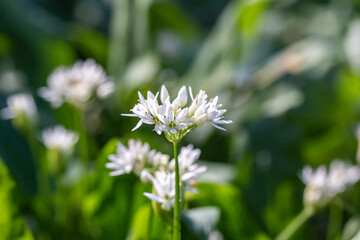 Sunlight shining on a wild garlic flower in springtime, with a shallow depth of field