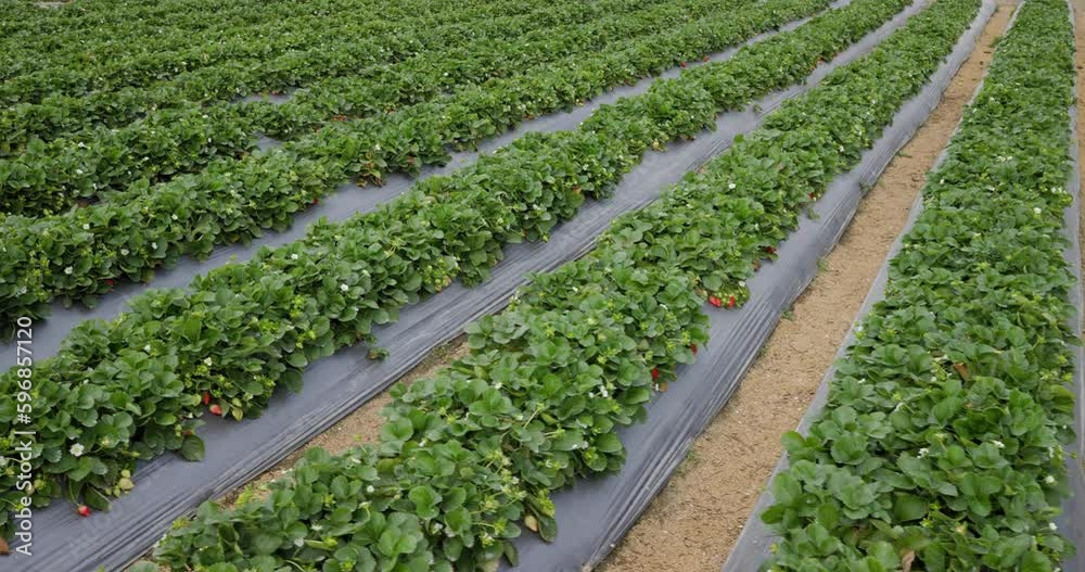 Poster Fresh raw strawberries in the field