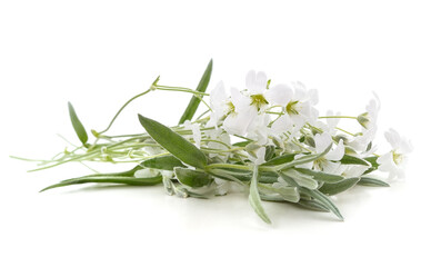 Fototapeta premium Bouquet of white flowers.
