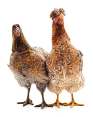 Two brown chicken.