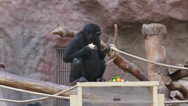 black monkey in the zoo eats food sitting on a wooden log