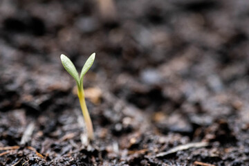 Young seedling growing from soil, new life concept. 