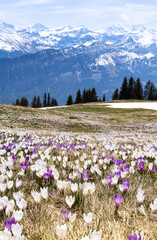 Wild crocus flowers on the alps with snow mountain of majestic Alps triumvirate of Eiger, Moench and Jungfrau behind in early spring - focus stacking for sharp foreground and background
