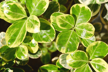 Fototapeta na wymiar Close up on green leaves euonymus japonicus plant growing outside, summer natural background