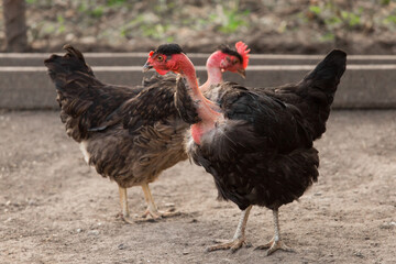 2 Chickens of the French White-Necked Breed in the Countryside Outdoor