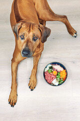 Natural dog food Top view of Rhodesian ridgeback dog lying with its bowl full of raw meat food...