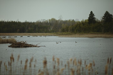 A Canadian Goose at Frink Conservation Area in Ontario, Canada. Nature and wildlife in North America.