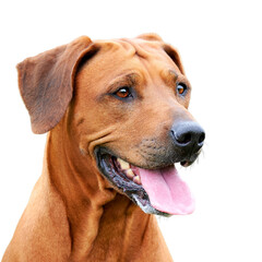 Portrait of happy brown dog with sticking out tongue isolated on white background Rhodesian ridgeback dog
