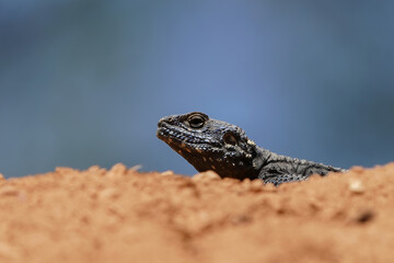 A lizard on the rocks, bearded dragon lizard