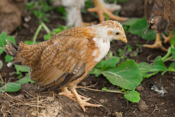 One brama Colombian chicken against the background of green leaves, close-up