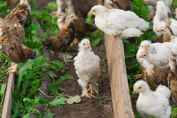 Group many white and dark brama Colombian chickens against the background of green leaves, close-up