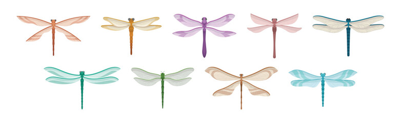 Dragonfly with Two Pairs of Strong, Transparent Wings Vector Set