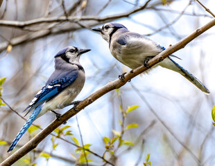 Pair of bluejays 