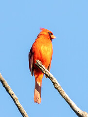 Male cardinal Birds