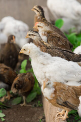 Group white and dark brama Colombian chickens against the background of green leaves, close-up