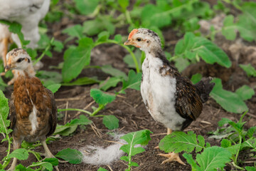 White and dark brama Colombian chicken against the background of green leaves, close-up