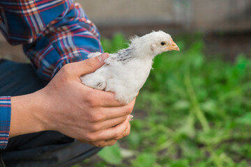 Farmer holding in hands a white brama chicken against a background of green leaves, close-up, poultry farming