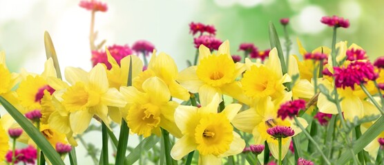 Spring fresh colored flowers at field